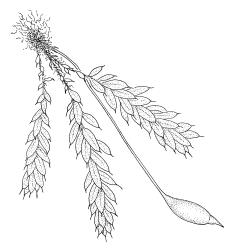 Hymenodon pilifer, habit with capsule, oriented as in situ. Drawn from K.W. Allison 157, CHR 454561.
 Image: R.C. Wagstaff © Landcare Research 2021 CC BY 4.0